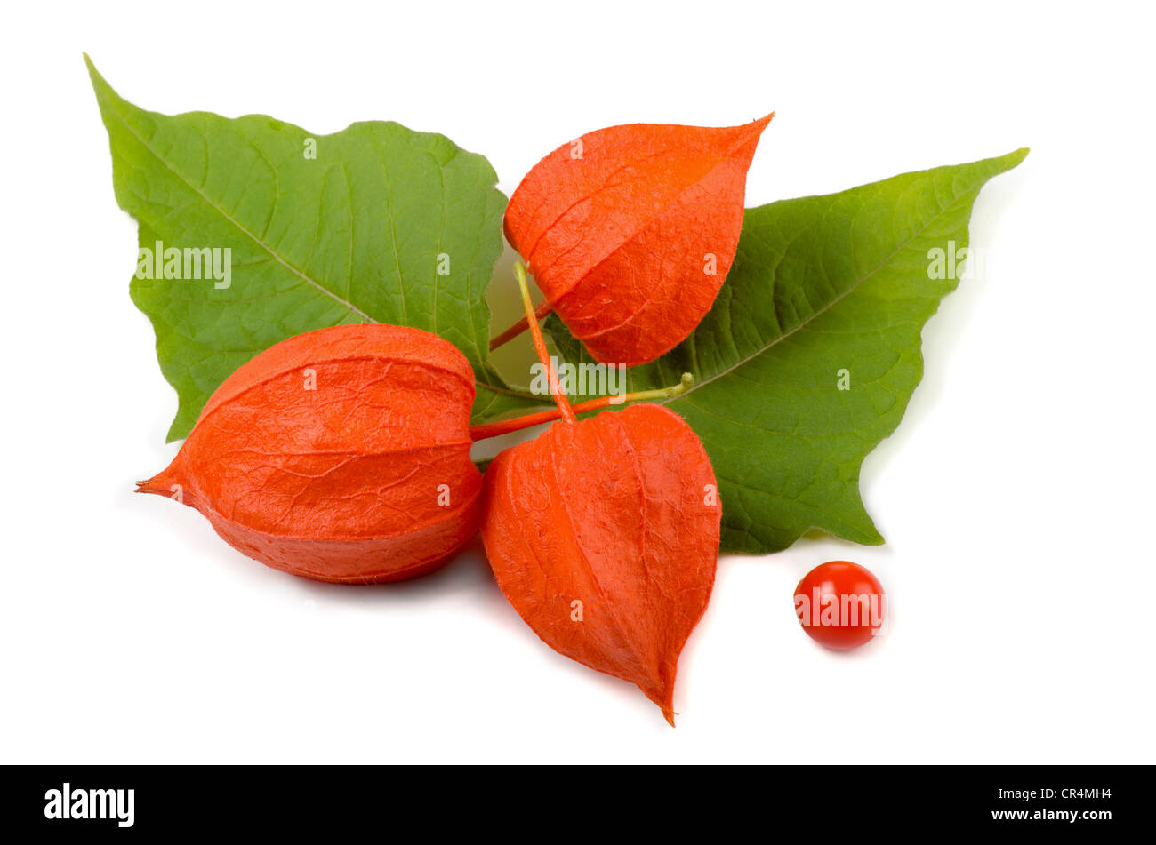 (Physalis Physalis alkekengi) di fiori e foglie isolato su bianco Foto Stock