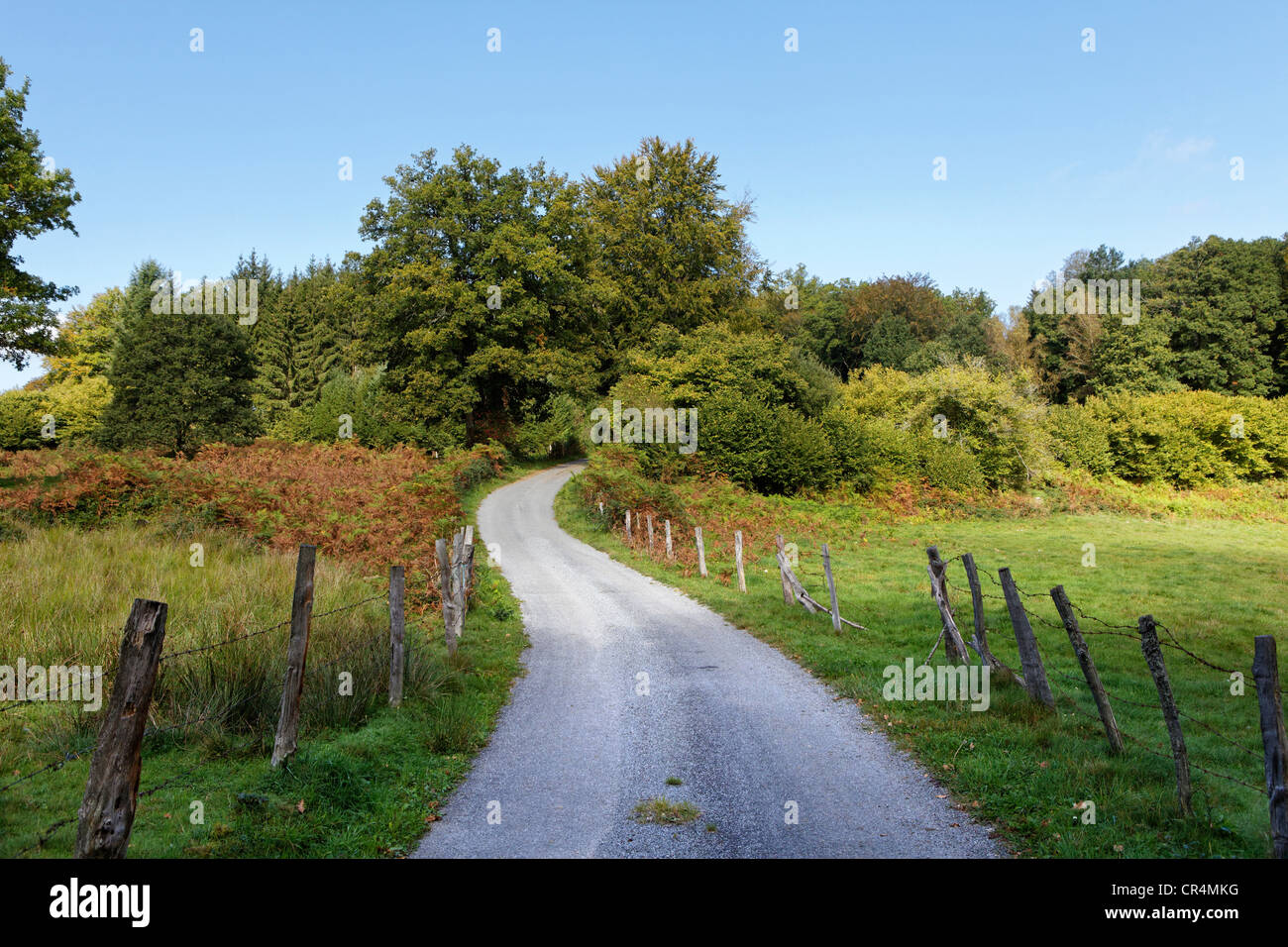 Piccola strada vicino a Ussel, Parc Naturel Regional de Millevaches en Limousin, Millevaches Parco Naturale Regionale, Correze, Francia Foto Stock