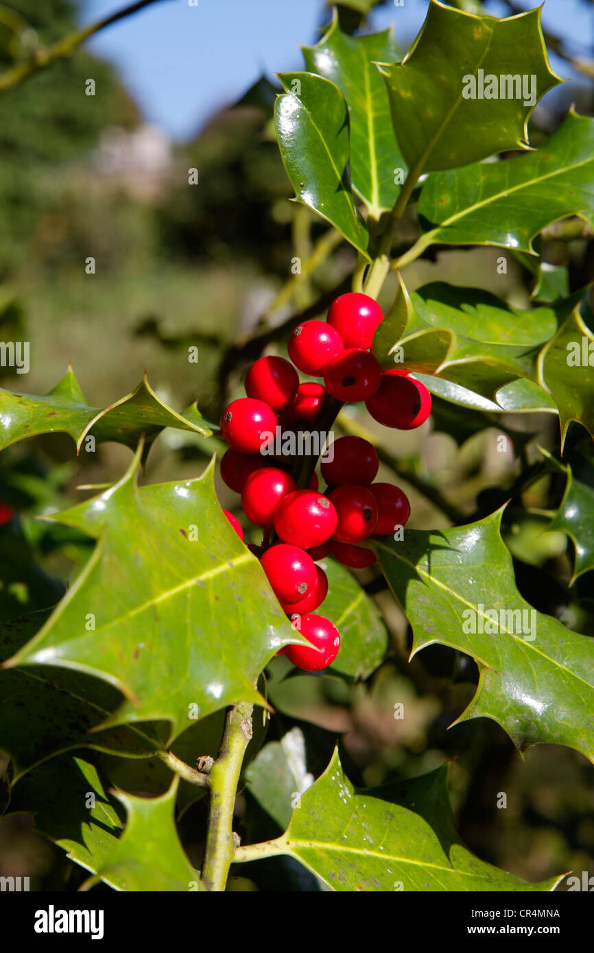 Unione holly (Ilex aquifolium) Foto Stock