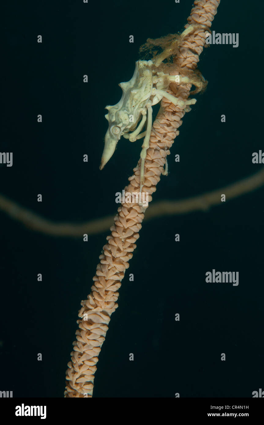 Xeno granchio (Xenocarcinus tuberculatus) sulla frusta coral in stretto di Lembeh Foto Stock