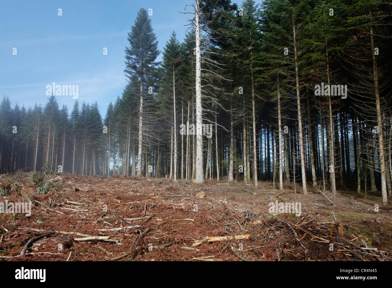 Gli alberi tagliati, foresta di Douglas-firs (Pseudotsuga menziesii), Parc Naturel Regional Livradois Forez, parco naturale regionale del Foto Stock