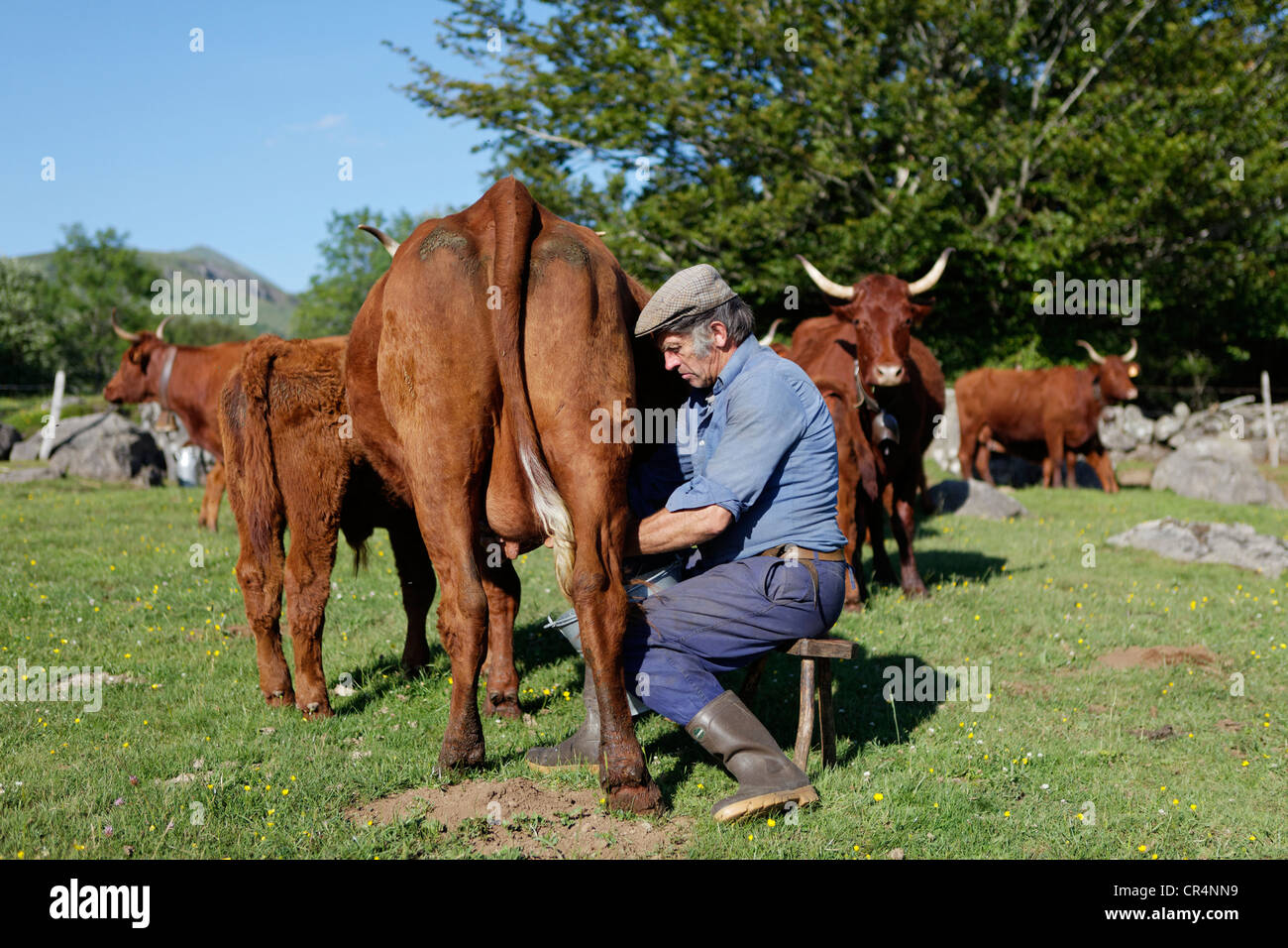 Coltivatore che munge la sua mucca a mano, Fontaine Salee riserva, Auvergne parco naturale regionale dei vulcani, Puy de Dome, Francia, Europa Foto Stock