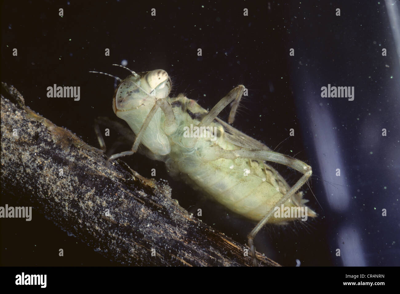 Larva di Corduliidae sp. Foto Stock