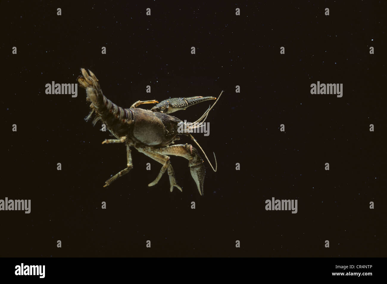 Invasivo North American gamberi di fiume (Orconectes limosus) Foto Stock Invasivo North American gamberi di fiume (Orconectes limosus) Foto Stock
