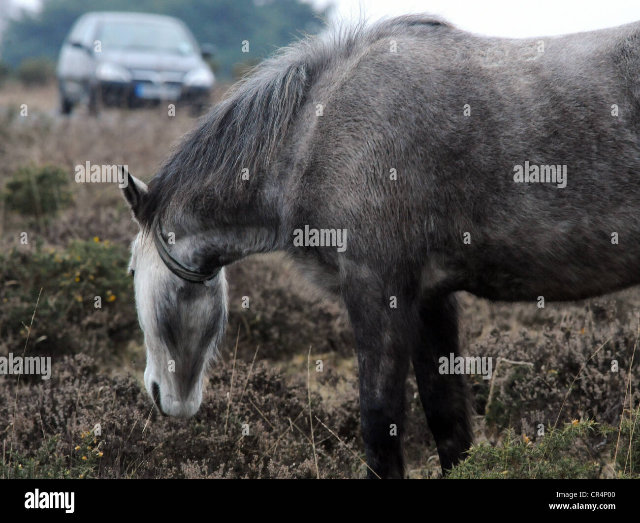 Un selvaggio New Forest pony mangiare nei pressi di un automobile in Hampshire. Foto Stock