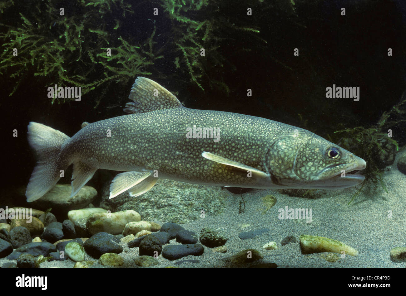 Trota di lago (Salvelinus namaycush) Foto Stock