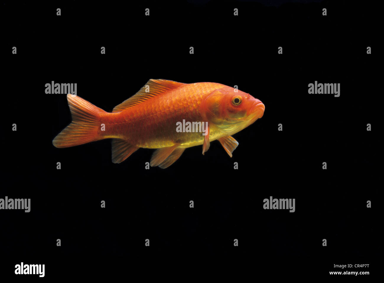 Goldfish (Carassius auratus auratus) Foto Stock