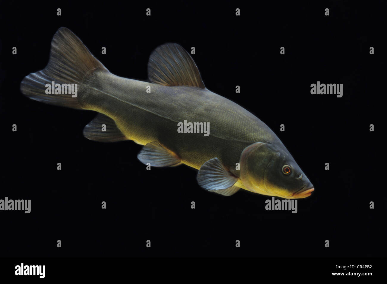 Tinche o Doctor Fish (Tinca tinca) Foto Stock