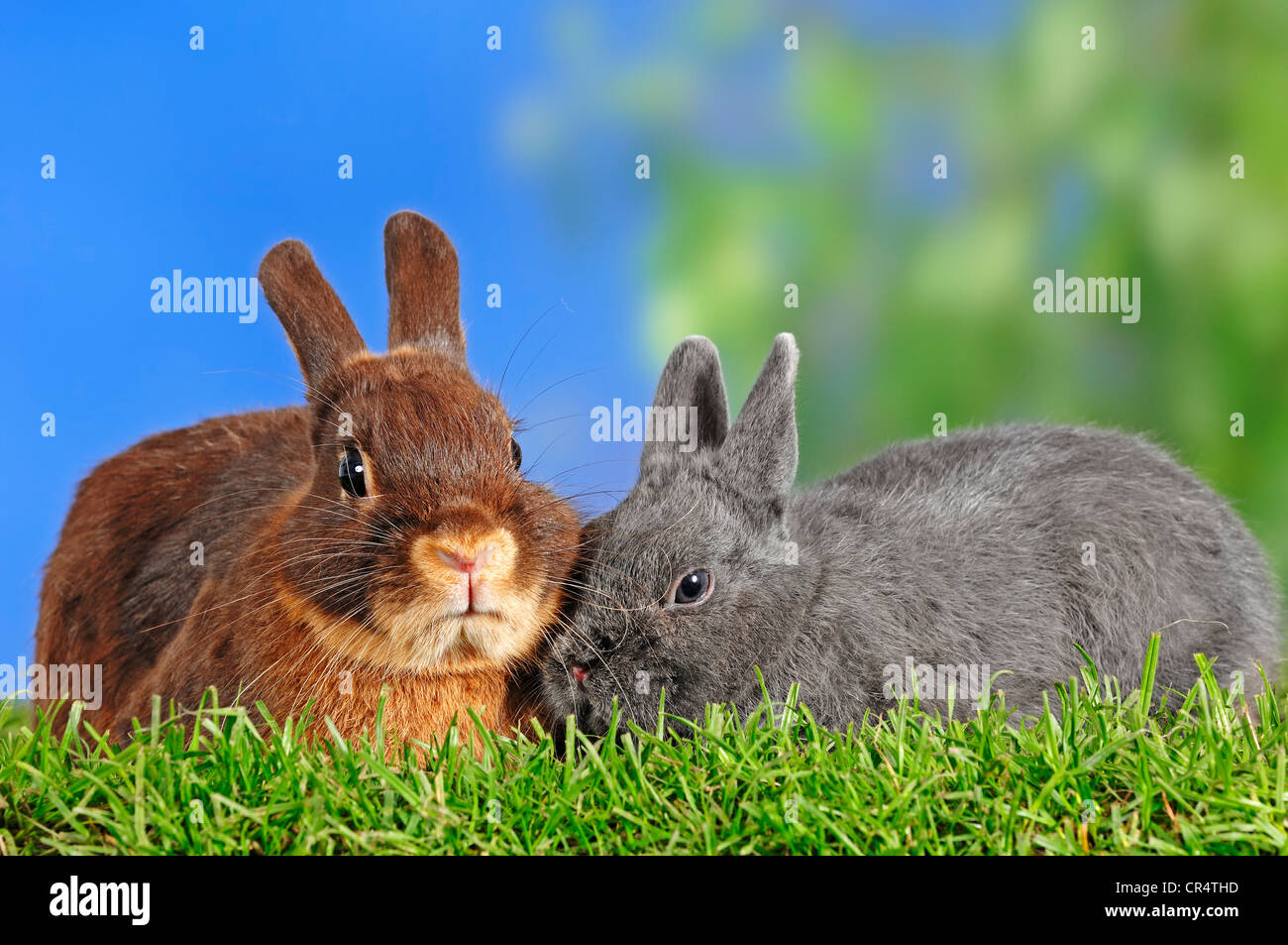 Marrone fulvo e tassa de Marbourg conigli nani (oryctolagus cuniculus forma domestica) Foto Stock