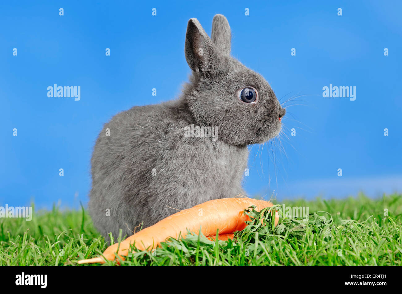 Tassa di giovani de Marbourg coniglio nano (oryctolagus cuniculus forma domestica) con una carota Foto Stock