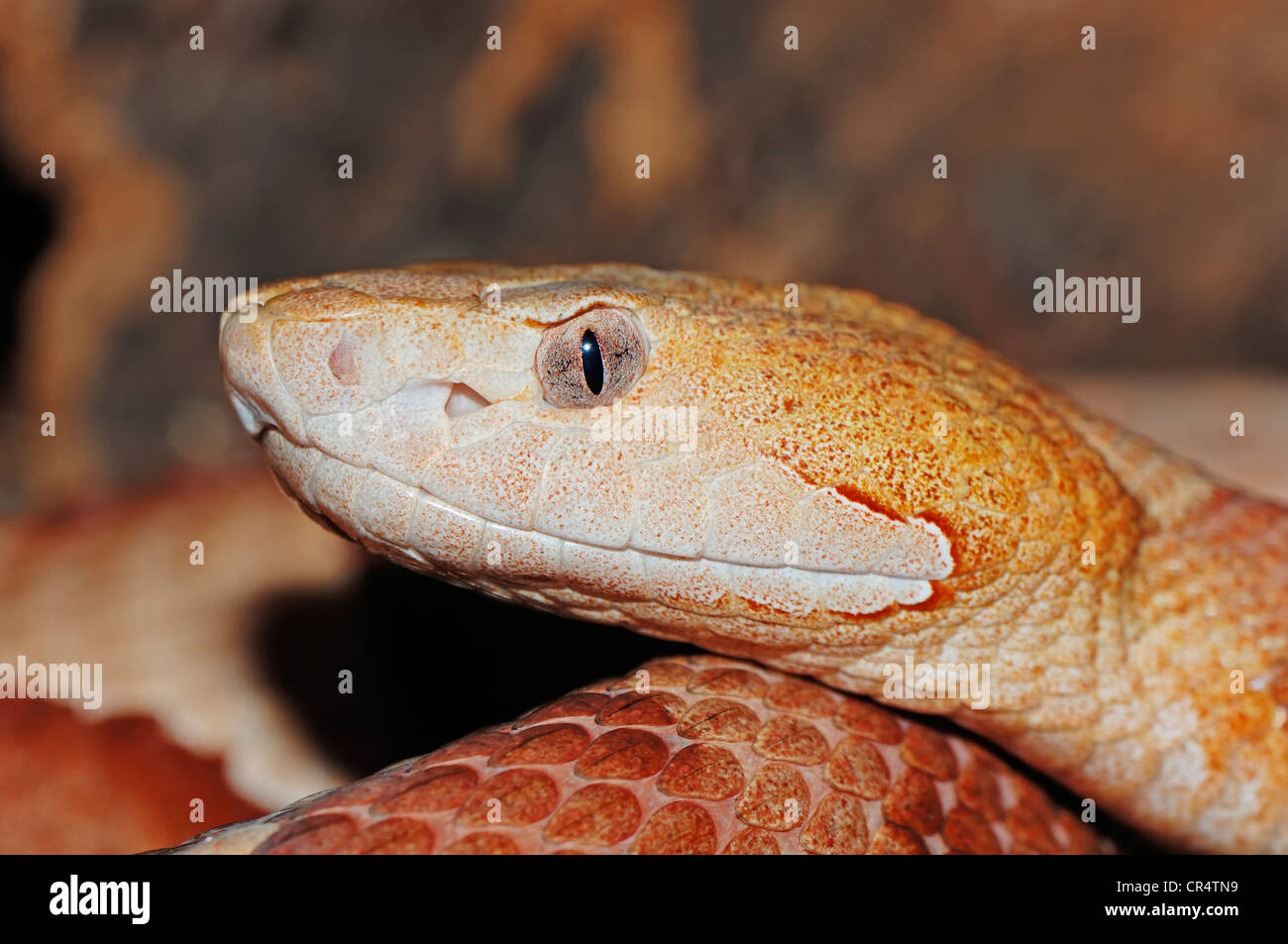 Nord America (Copperhead Agkistrodon contortrix), ritratto, il serpente velenoso, nativo di America del Nord, in cattività Foto Stock