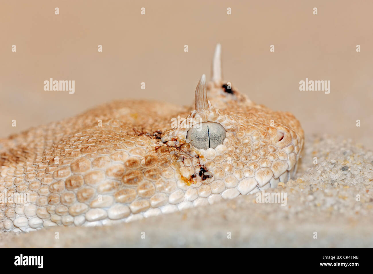 Vipera cornuta o deserto vipera cornuta (Cerastes cerastes), ritratto, il serpente velenoso, originaria del Nord Africa e l'Arabian Foto Stock