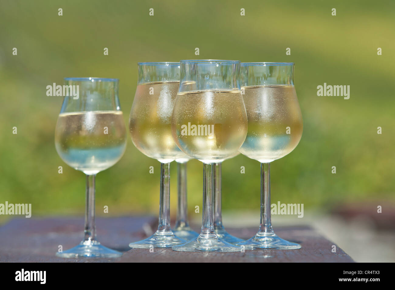 Bicchieri da vino riempito di bianco vino Riesling, Rheingau, Hesse, Germania, Europa Foto Stock
