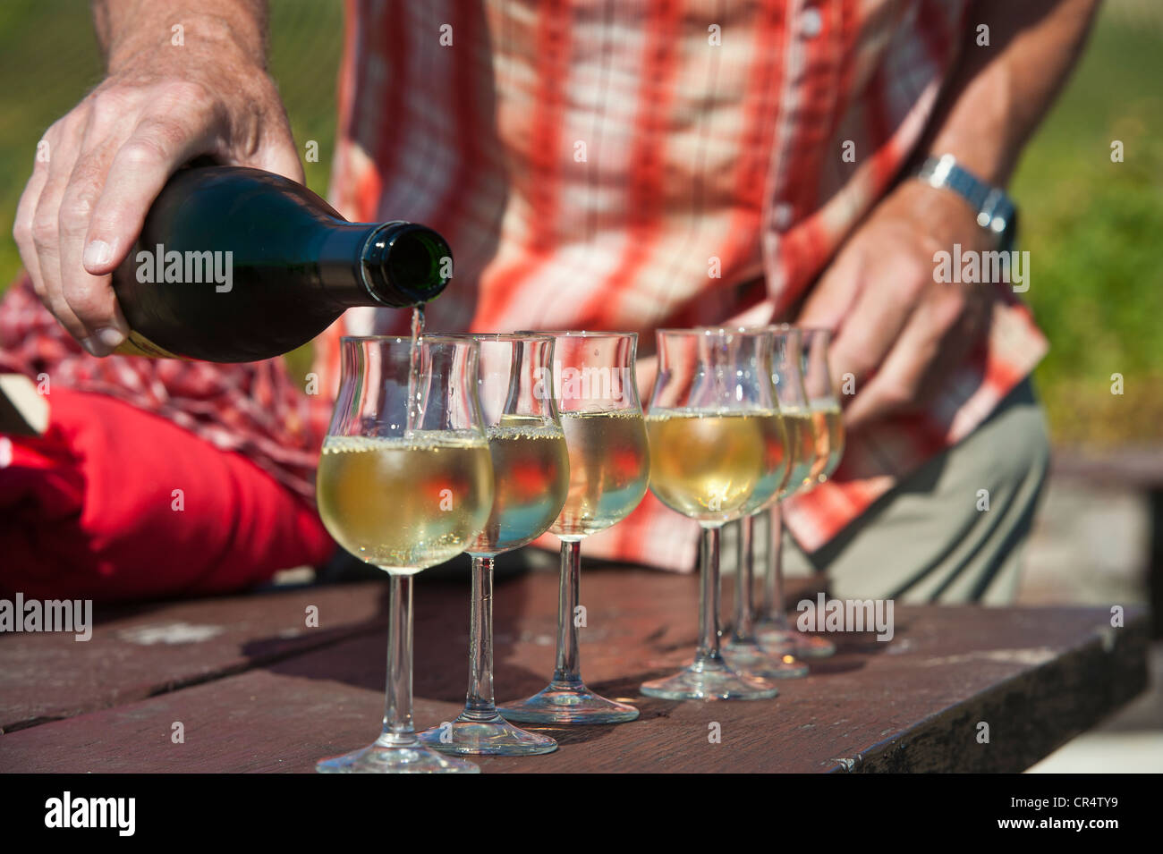 Il Riesling vino bianco di essere versata in bicchieri di vino, Rheingau, Hesse, Germania, Europa Foto Stock