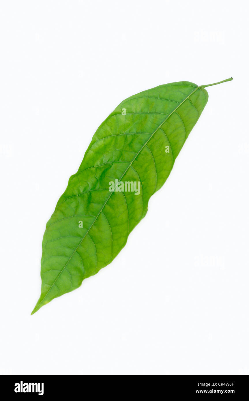 Cacao (Theobroma cacao) foglie Foto Stock