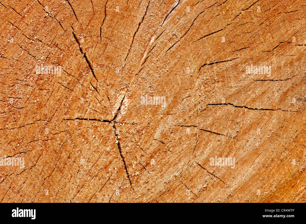 Il legno, la sezione trasversale del tronco di un albero, della Renania settentrionale-Vestfalia, Germania, Europa Foto Stock