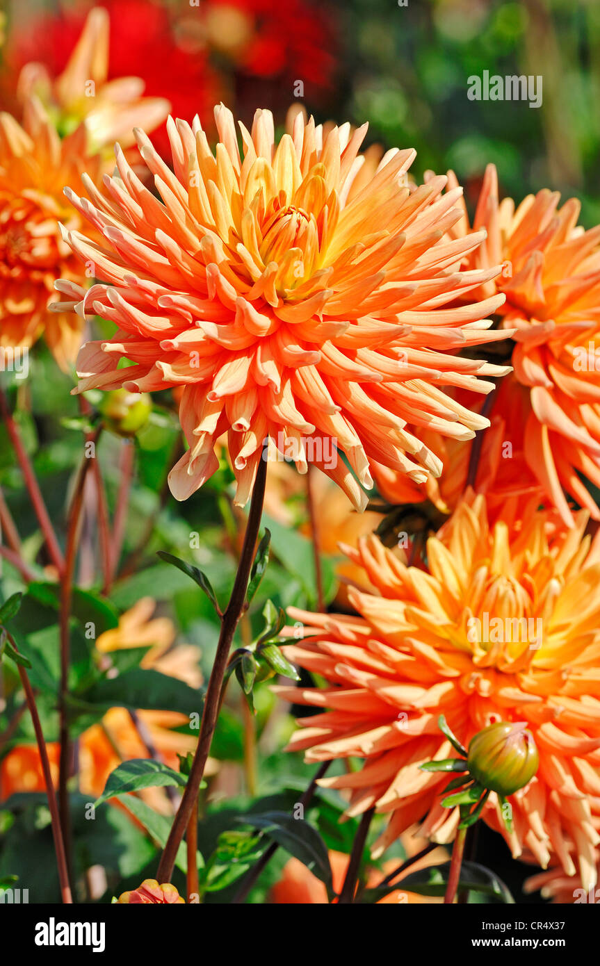 Cactus Dahlia Resi Fuellerer (Dahlia sp.), fiori Foto Stock