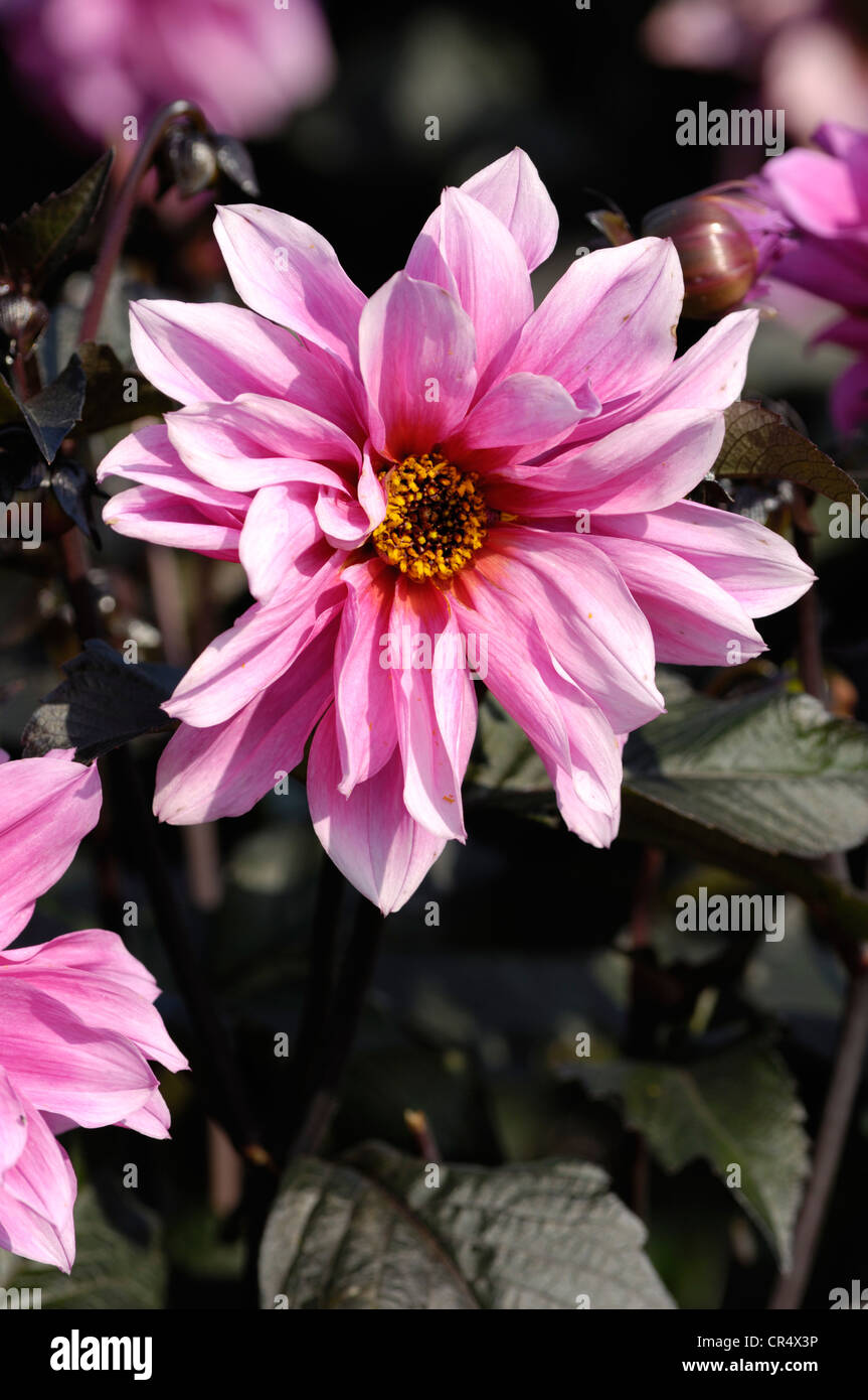 Dahlia Fascination (Dahlia sp.), fioritura Foto Stock