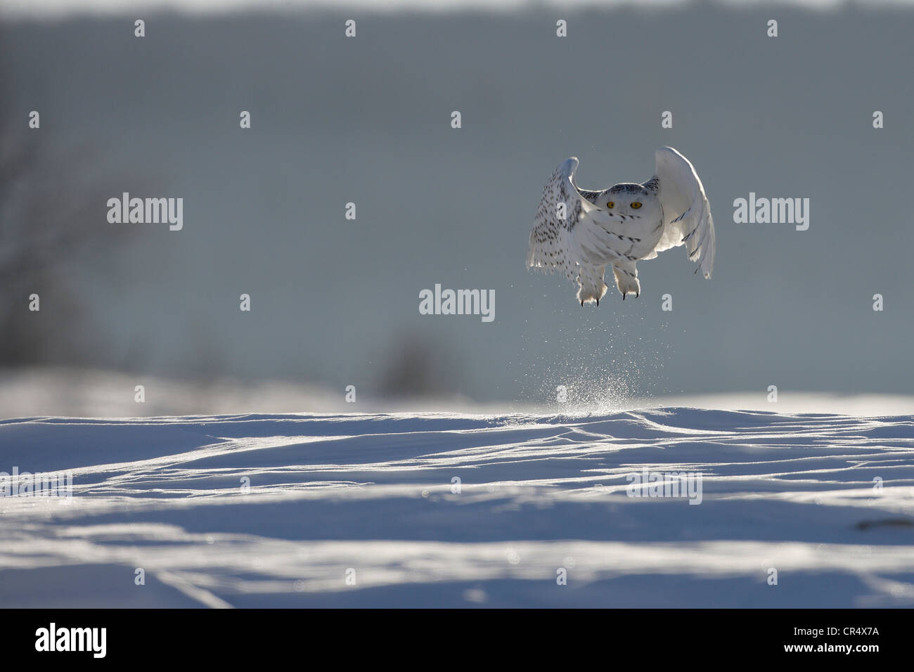 Canada Quebec, civetta delle nevi (Bubo scandiacus) Foto Stock