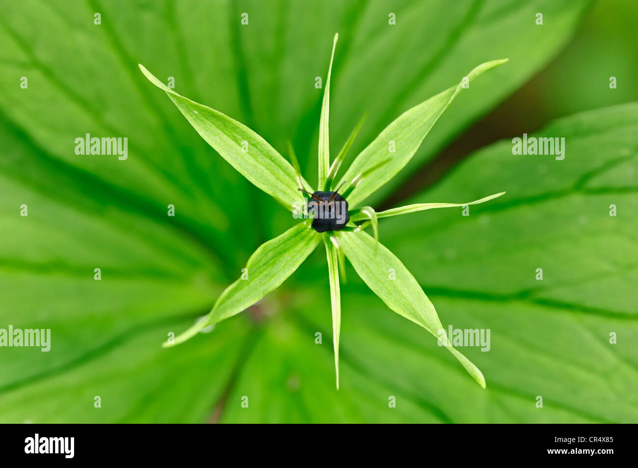 Herb Paris, a vero amante di nodo (Paris quadrifolia), il Parco Nazionale di Berchtesgaden, Baviera, Germania, Europa Foto Stock