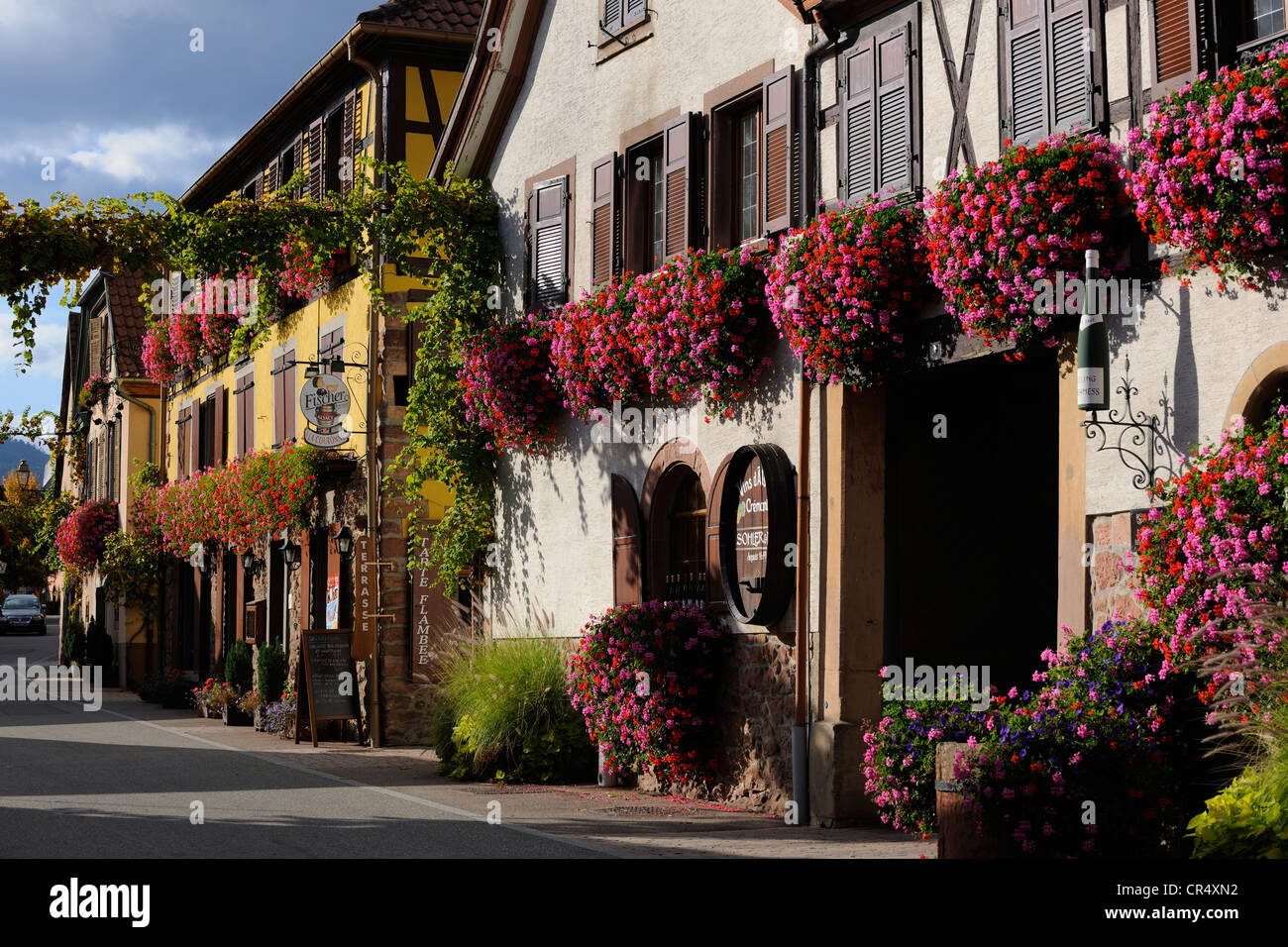 Francia, Bas Rhin, Itterswiller, Alsazia strada del vino, produttore di vino Foto Stock