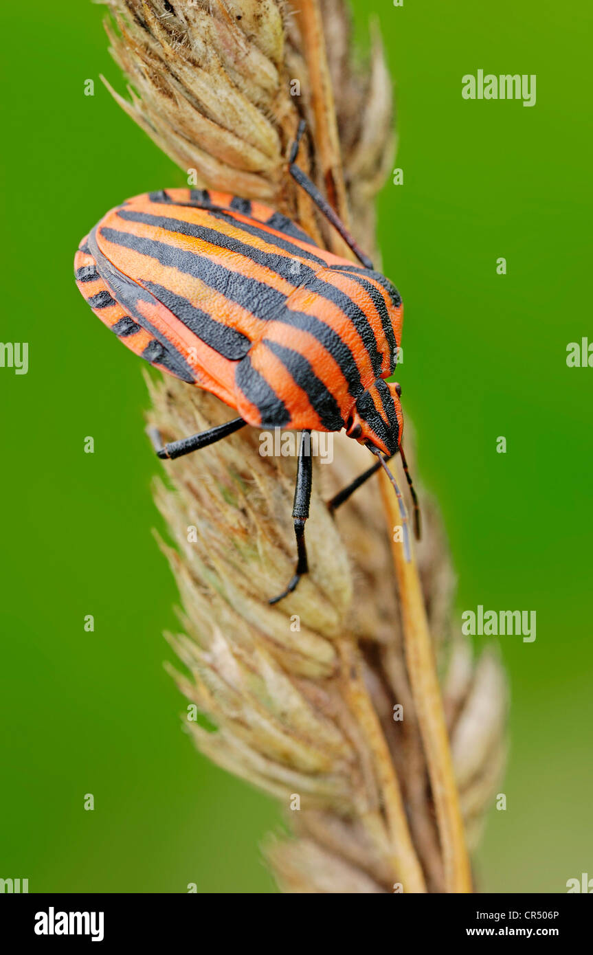 Scudo striato Bug (Graphosoma lineatum), Renania settentrionale-Vestfalia, Germania, Europa Foto Stock