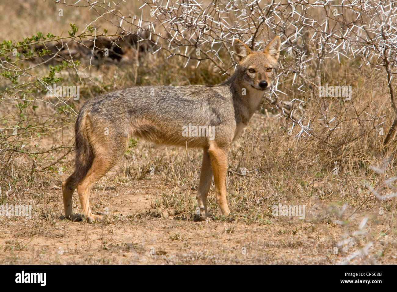Nero-backed jackal (canis mesomelas), Yala West (Ruhuna) Parco Nazionale, Sri Lanka Foto Stock