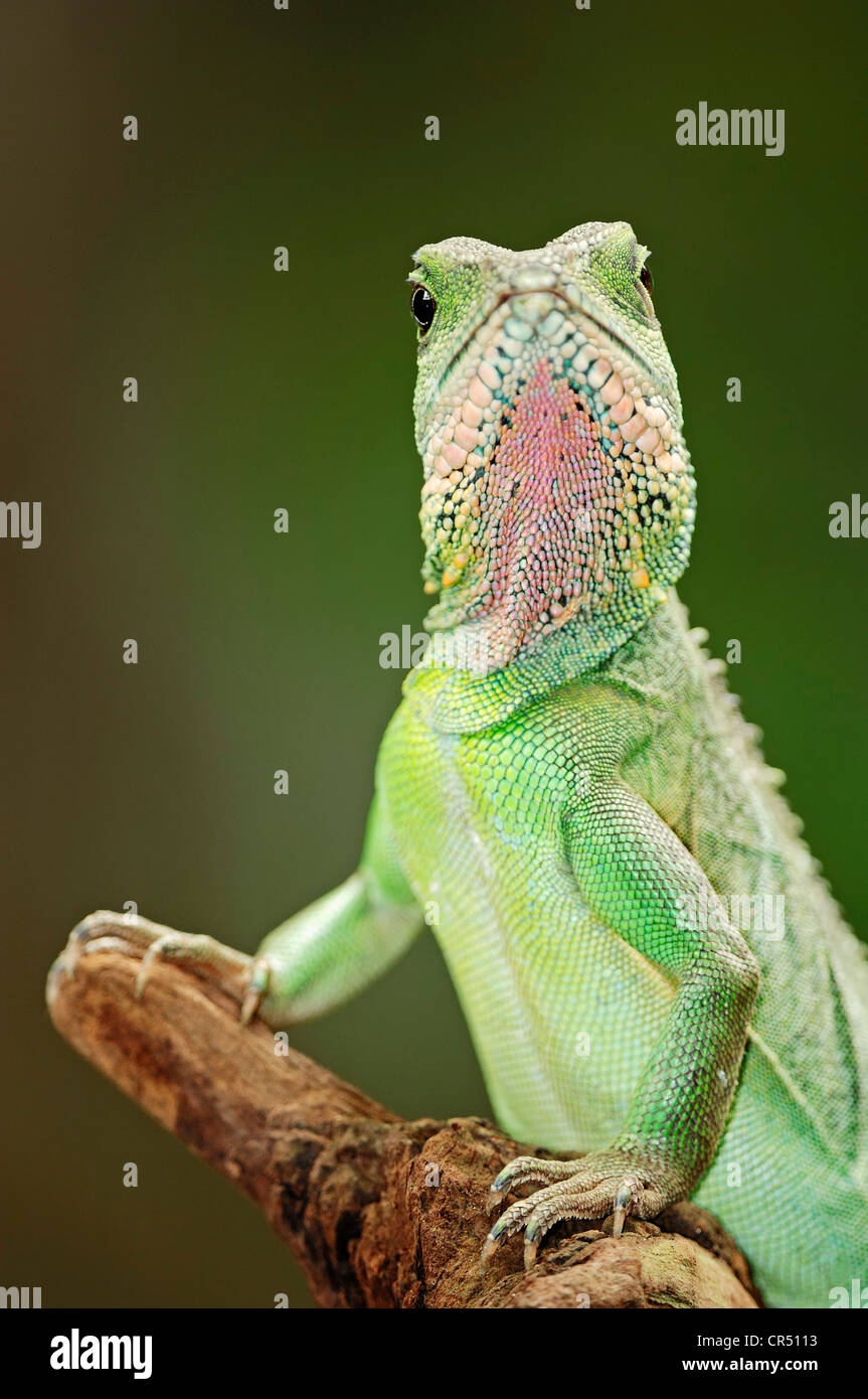 Acqua cinese Dragon, acqua Asian Dragon, Tailandese del Drago d'acqua o acqua verde Dragon (Physignathus cocincinus), specie asiatiche Foto Stock