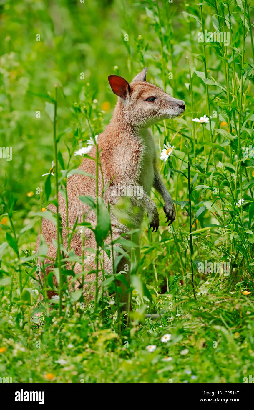 Agile Wallaby o Sandy Wallaby (Macropus agilis, Wallabia agilis), specie australiana, captive, Paesi Bassi, Europa Foto Stock