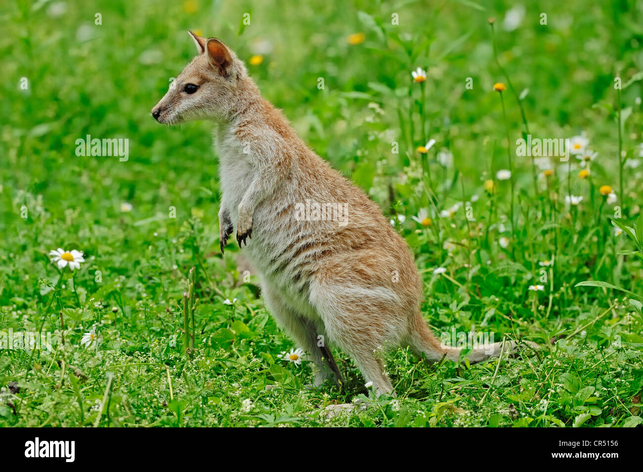 Agile Wallaby o Sandy Wallaby (Macropus agilis, Wallabia agilis), specie australiana, captive, Paesi Bassi, Europa Foto Stock