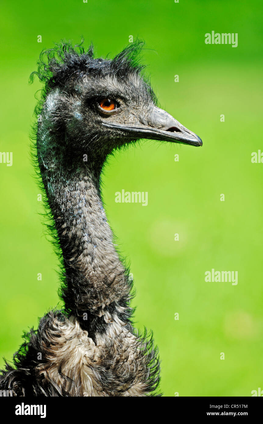 Emu (Dromaius novaehollandiae), ritratto, specie australiana, prigionieri Hamm, Renania settentrionale-Vestfalia, Germania, Europa Foto Stock