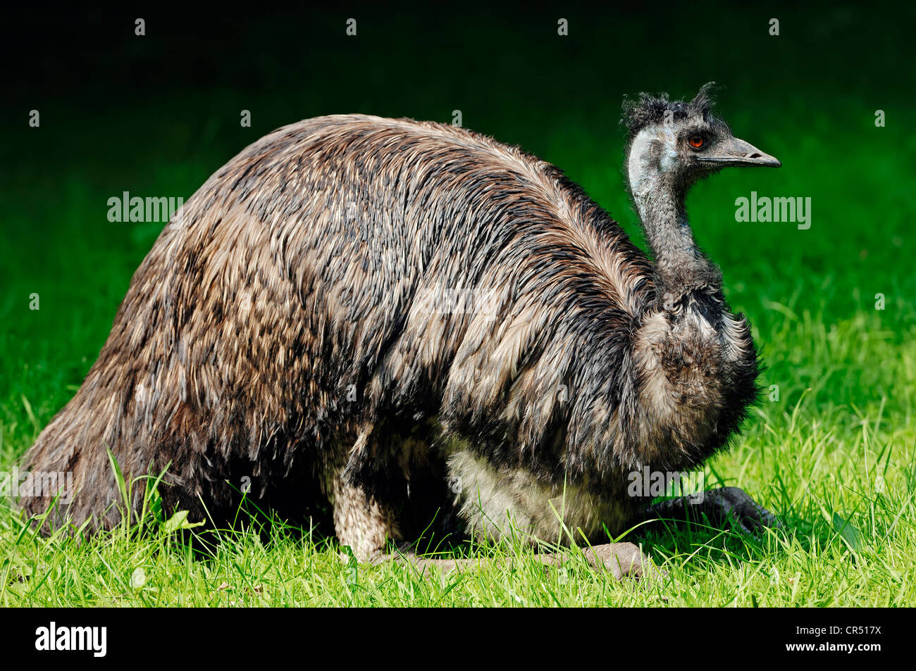 Emu (Dromaius novaehollandiae), specie australiana, prigionieri Hamm, Renania settentrionale-Vestfalia, Germania, Europa Foto Stock