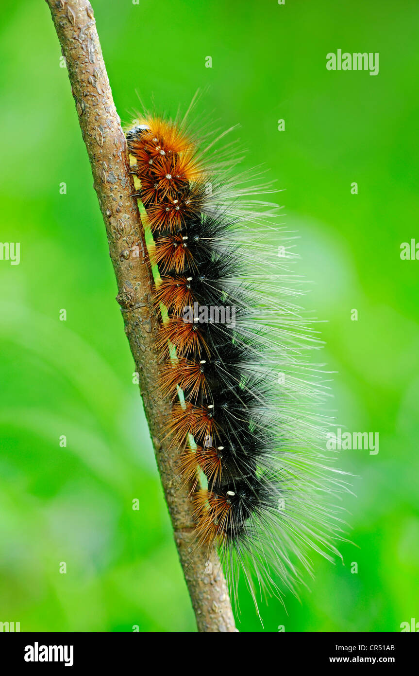 Giardino Tiger Moth (Arctia caja), Caterpillar, Renania settentrionale-Vestfalia, Germania, Europa Foto Stock