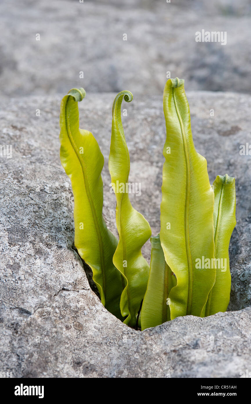 Hart-linguetta fern (Phyllitis scolopendrium) fronde crescendo in gryke (fessura) pavimentazione di pietra calcarea Ingleborough Inghilterra UK Europa Foto Stock