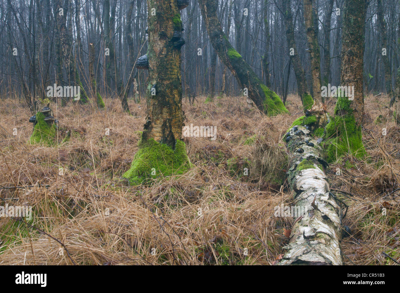 La Betulla carr, roverella (Betulla Betula pubescens), Hilter, Emsland, Bassa Sassonia, Germania, Europa Foto Stock