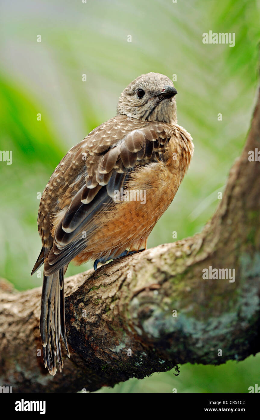 Fawn-breasted Bowerbird (Chlamydera cerviniventris), specie australiana, prigionieri Bergkamen, Renania settentrionale-Vestfalia Foto Stock