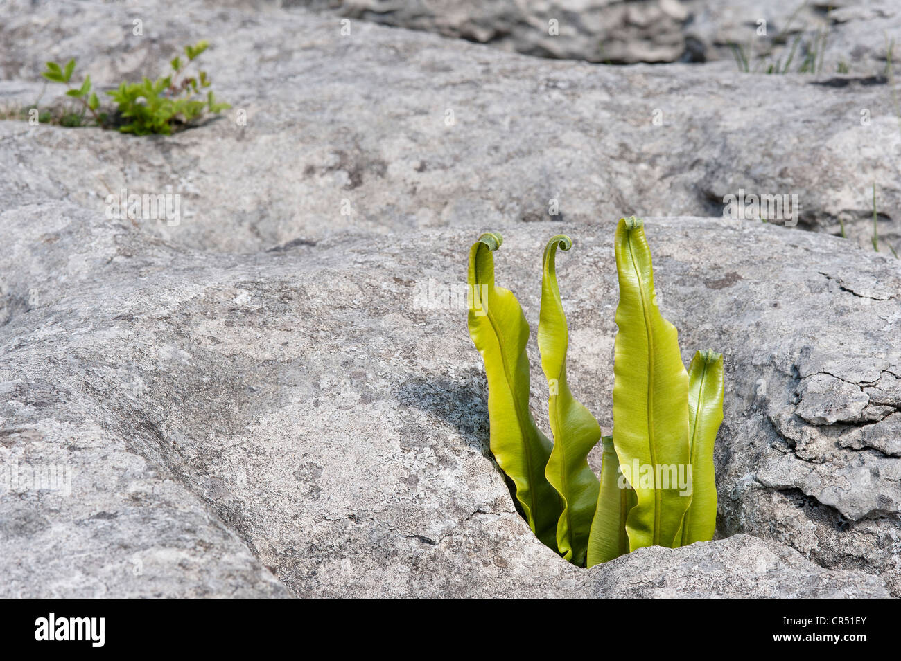 Hart-linguetta fern (Phyllitis scolopendrium) fronde crescente da gryke (fessura) sulla pavimentazione di pietra calcarea Ingleborough England Regno Unito Foto Stock