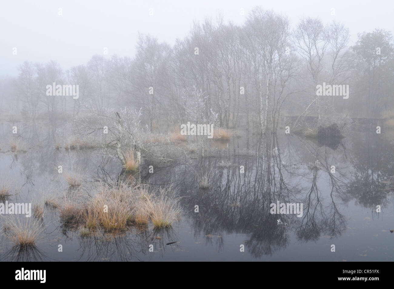 Swamp area di rigenerazione nella nebbia, Tausendschrittmoor, Haren, regione di Emsland, Bassa Sassonia, Germania, Europa Foto Stock