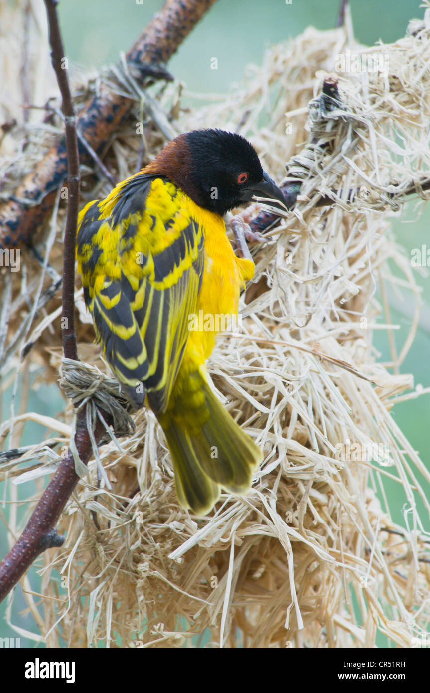 Village Weaver, Pezzata-backed o tessitore Tessitore a testa nera (Ploceus cucullatus), Naturzoo Rheine zoo, Renania settentrionale-Vestfalia Foto Stock