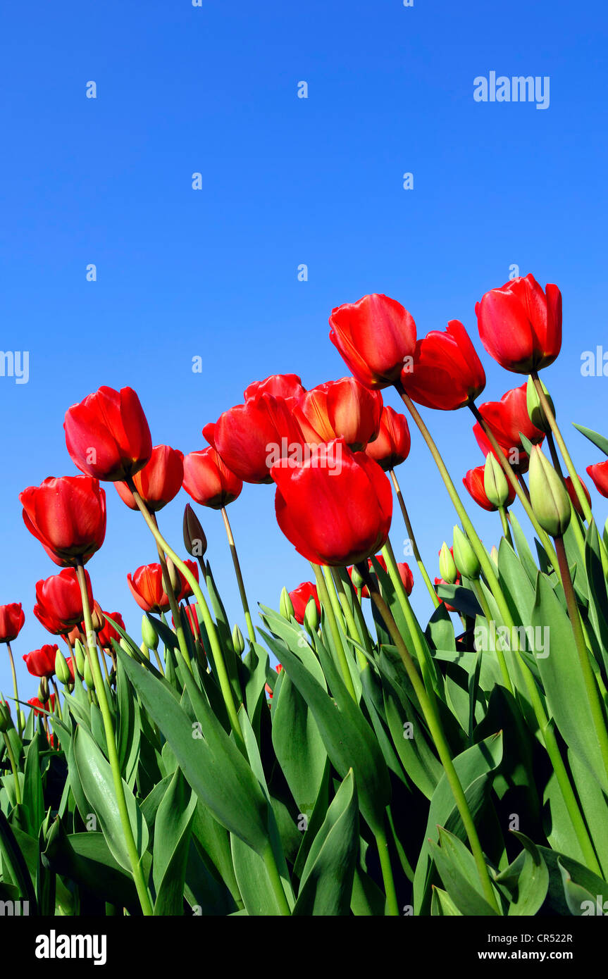 I tulipani (Tulipa sp.), a Lisse, South Holland, Holland, Paesi Bassi, Europa Foto Stock
