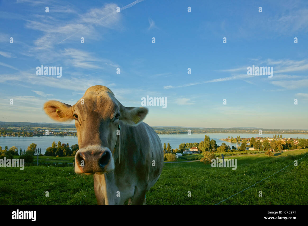 Mucca sul Lago di Costanza nei pressi di Ermatingen, Canton Turgovia, Svizzera, Europa Foto Stock