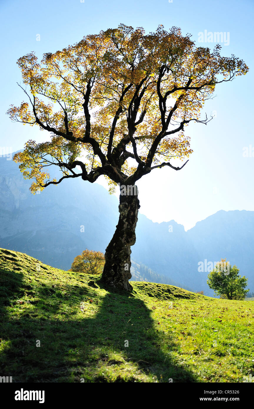 Acero di monte tree (Acer pseudoplatanus) in Grosser Ahornboden alp nei pressi del villaggio di Hinterriss nella gamma di Karwendel vicino Foto Stock