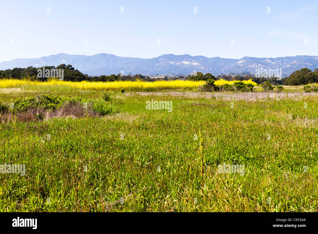 Vista del campo su "Santa Barbara" costa della California Foto Stock