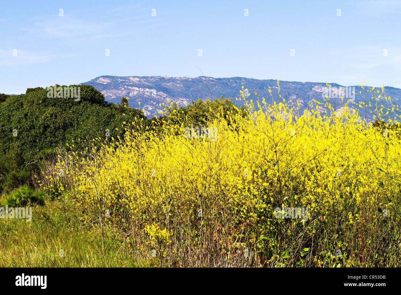 Vista del campo su "Santa Barbara" costa della California Foto Stock