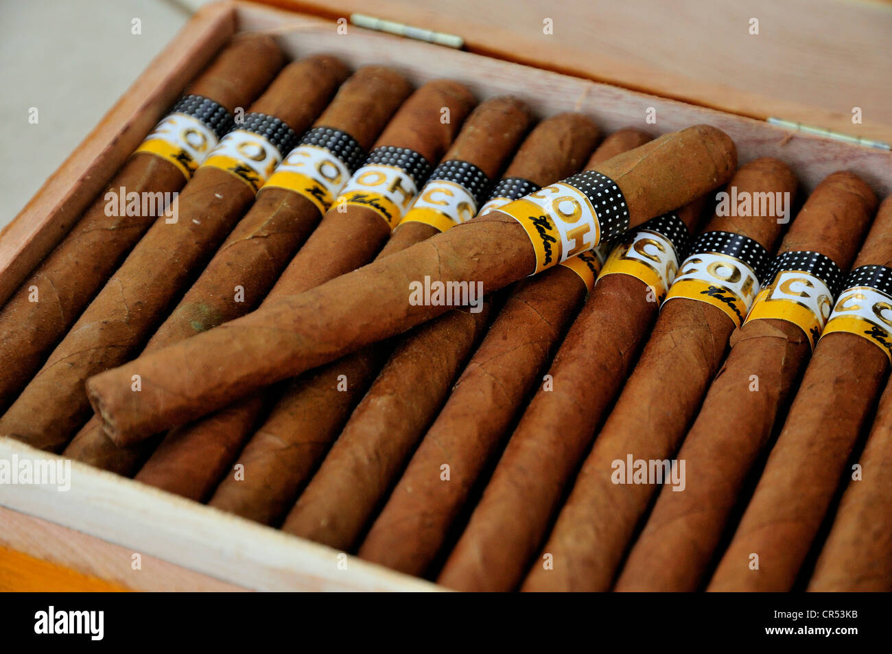 Sigari Cohiba in un negozio di tabacco a l'Avana, Cuba, Caraibi Foto Stock