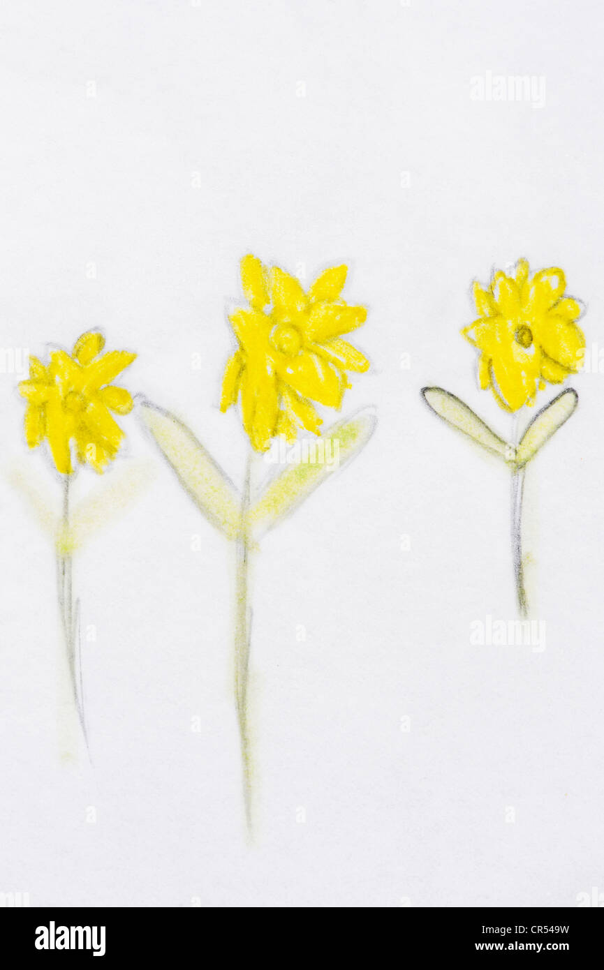 Childs disegno di daffodil fiori Foto Stock