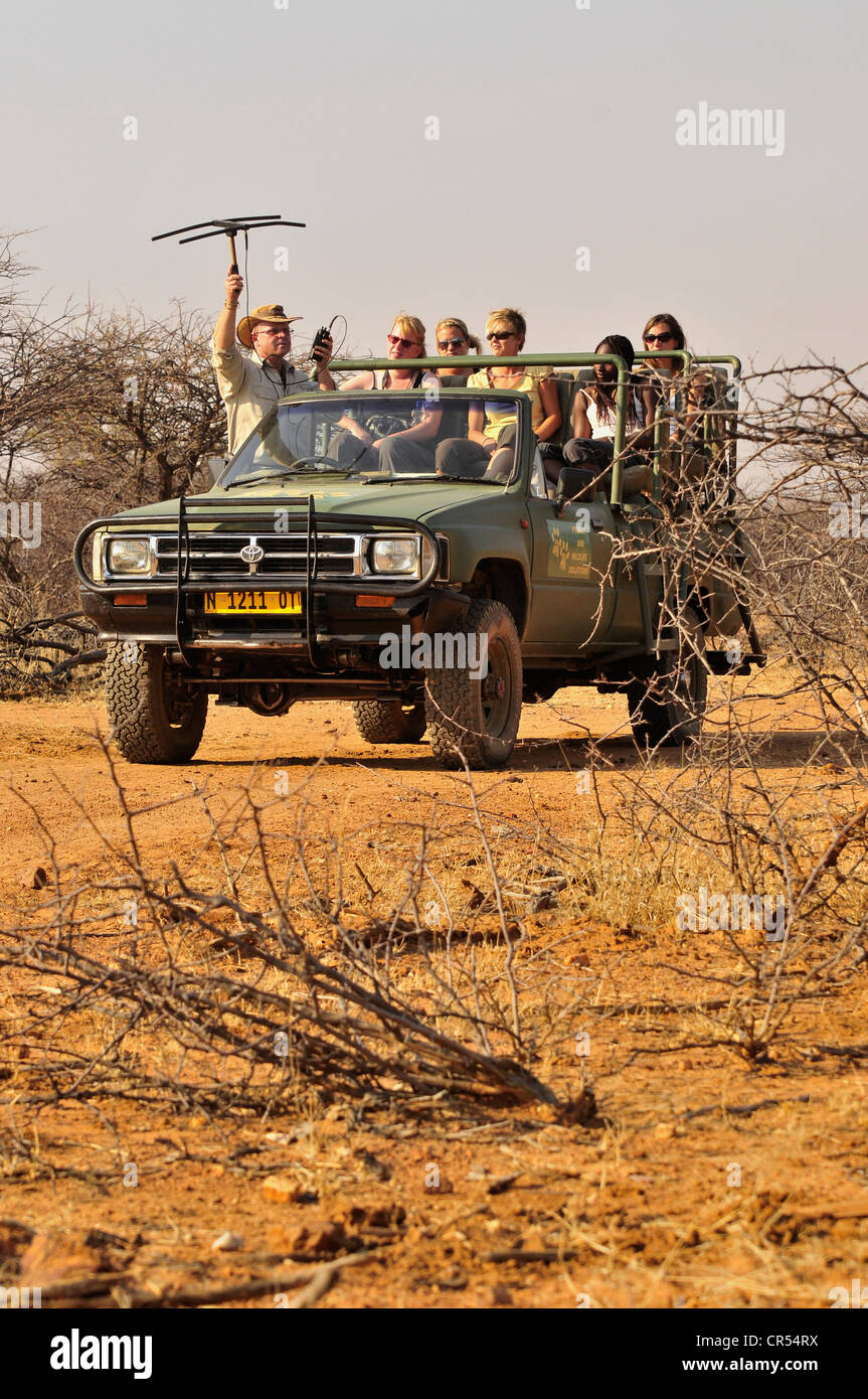 Tracciamento di ghepardi con radio collari di un antenna per i motivi del l'Okonjima guest farm, Namibia, Africa Foto Stock