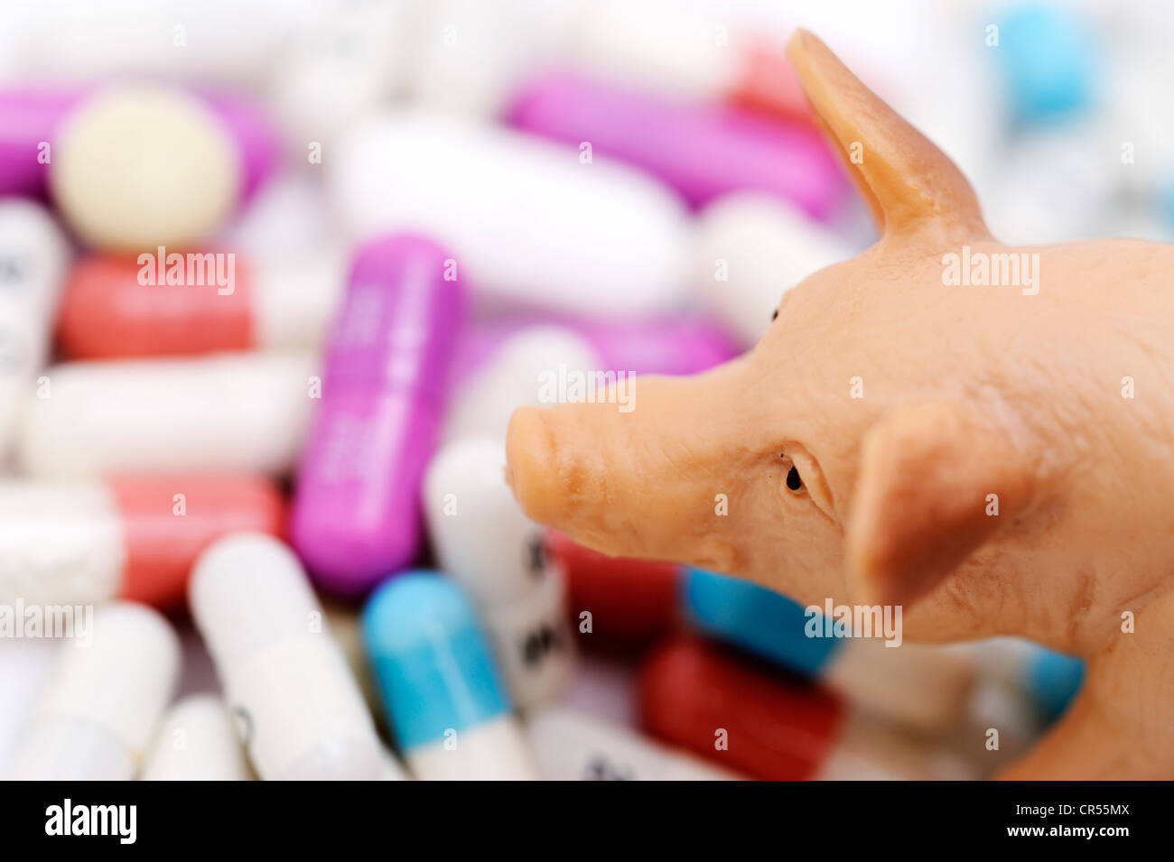 Maiale in miniatura su compresse, immagine simbolica per la carne di maiale contaminata Foto Stock