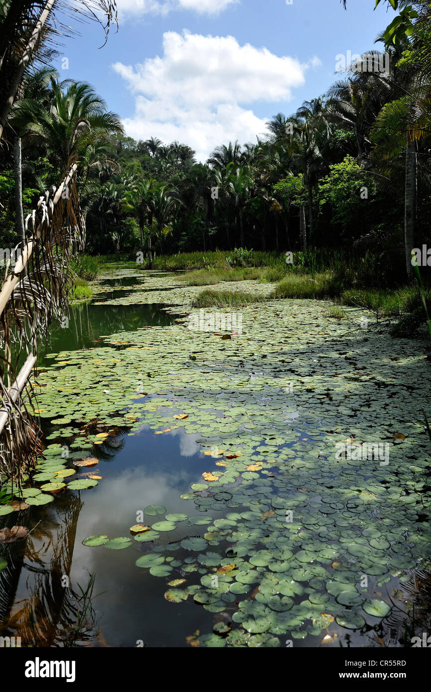 Stagno con ninfee in foresta amazzonica del Brasile, del Sud America e America Latina Foto Stock