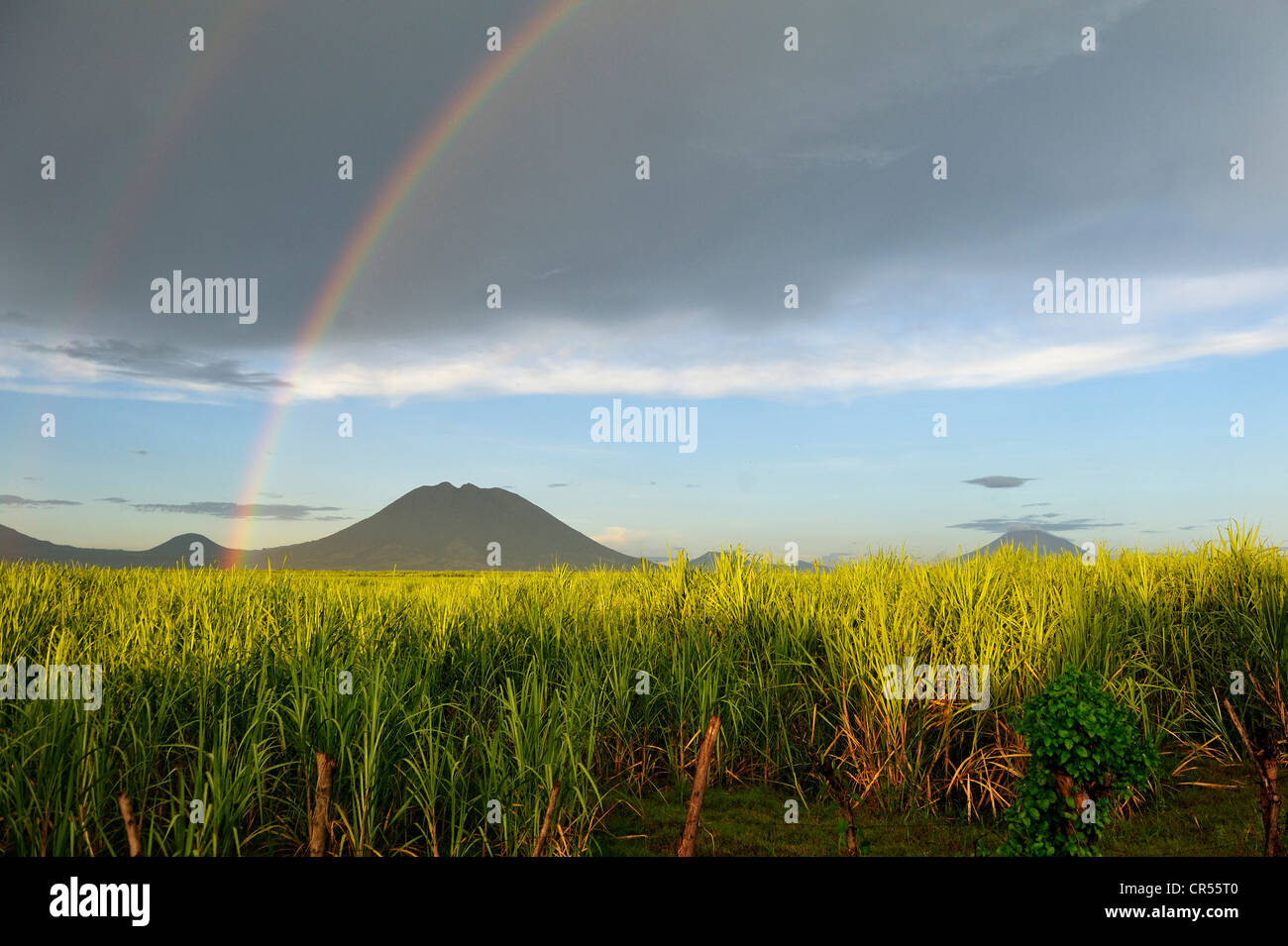 I campi di zucchero di canna con rainbow, vulcano Usulatan sul retro, El Salvador, America Centrale e America Latina Foto Stock